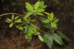 Daphniphyllum neilgherrense